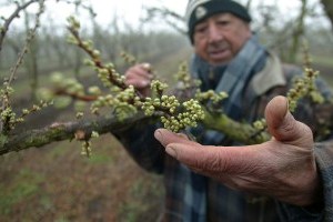 Claves para entender la caída de los frutos producto de las heladas | El  Mercurio Campo