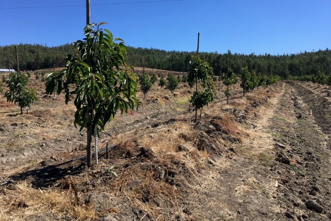 Campo - El Mercurio.com