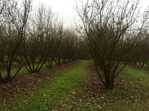 Campo