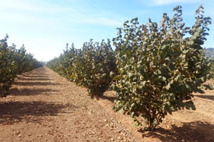 Campo