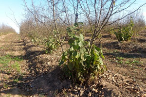 Campo