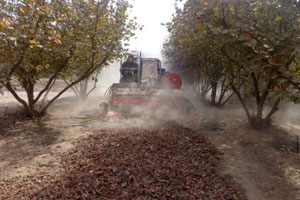 Campo