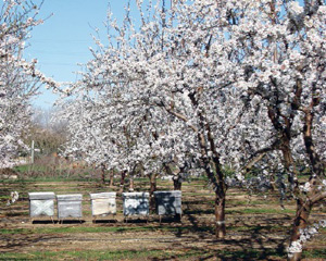 Campo