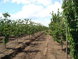 Campo