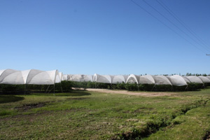Campo