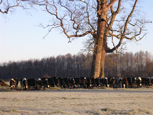 Campo