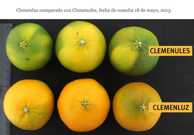 Campo