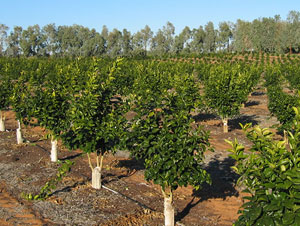 Campo
