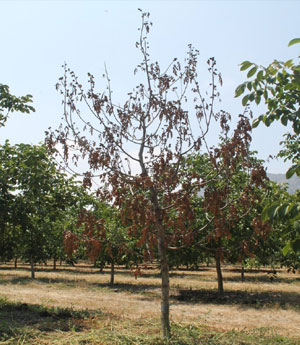 Campo