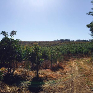 Campo