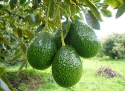 Destacado 2