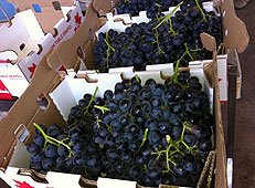 Exportaciones en los últimos cinco años