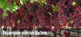Nuevas variedades